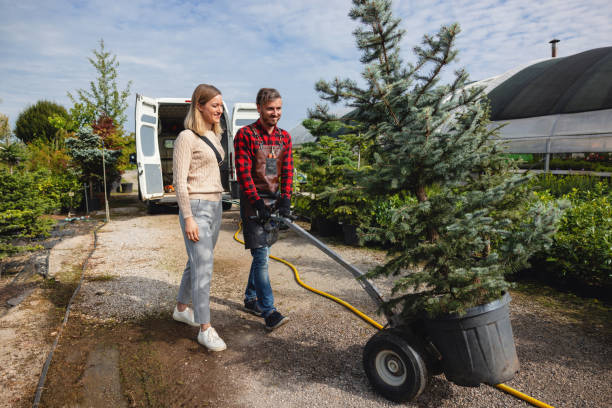 Professional Tree Service in Harbison Canyon, CA